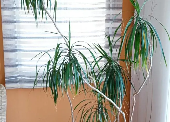 Ensan Ciprian Con Vistas Al Mar